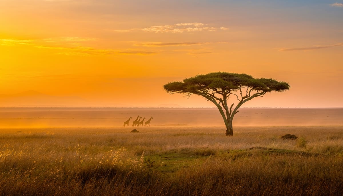4-Day Northern Tanzania Highlights in Tanzania